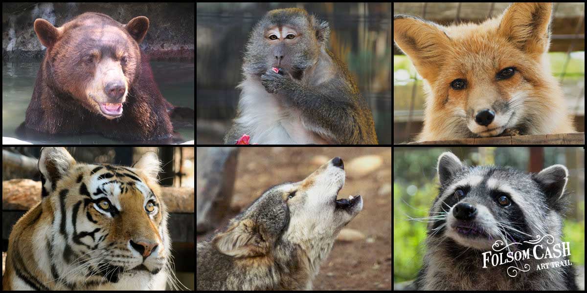 Animals of Folsom Zoo