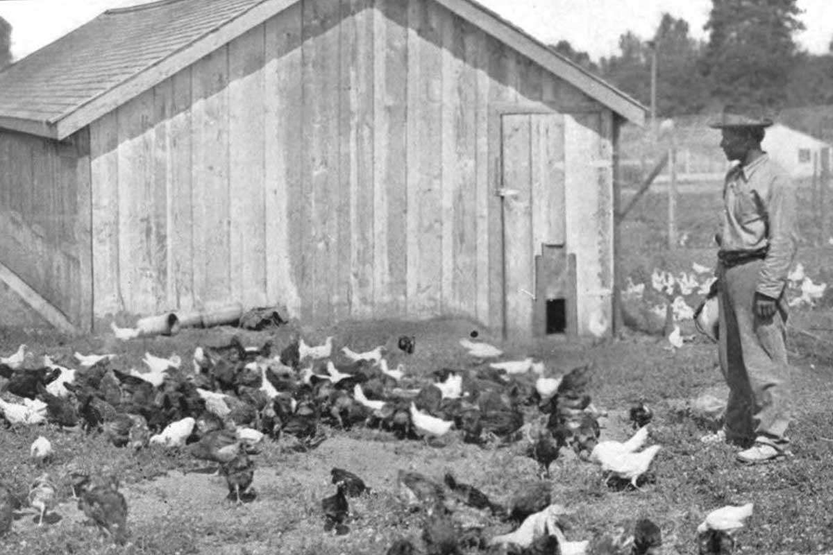 A historical photograph of the chicken farm at Folsom Prison. The image shows a wooden structure with a slanted roof, likely a chicken coop, surrounded by numerous chickens. A man, presumably a prison worker or inmate, stands to the right, observing the flock. The setting includes fenced areas and additional buildings in the background.