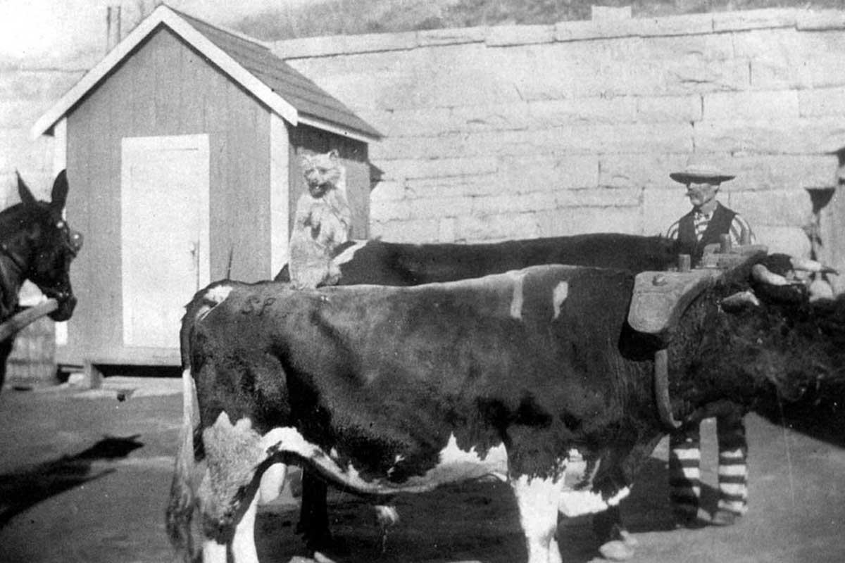 A historical photograph taken around 1910 at Folsom Prison. The image shows a prison worker in a striped uniform standing next to an ox, which, along with horses, was used to help build the prison walls. A small wooden shed is visible in the background. A dog, owned by the guards, sits on the ox and is often taken around the prison by the guards. The scene highlights the use of animals in the construction and daily operations of the prison.