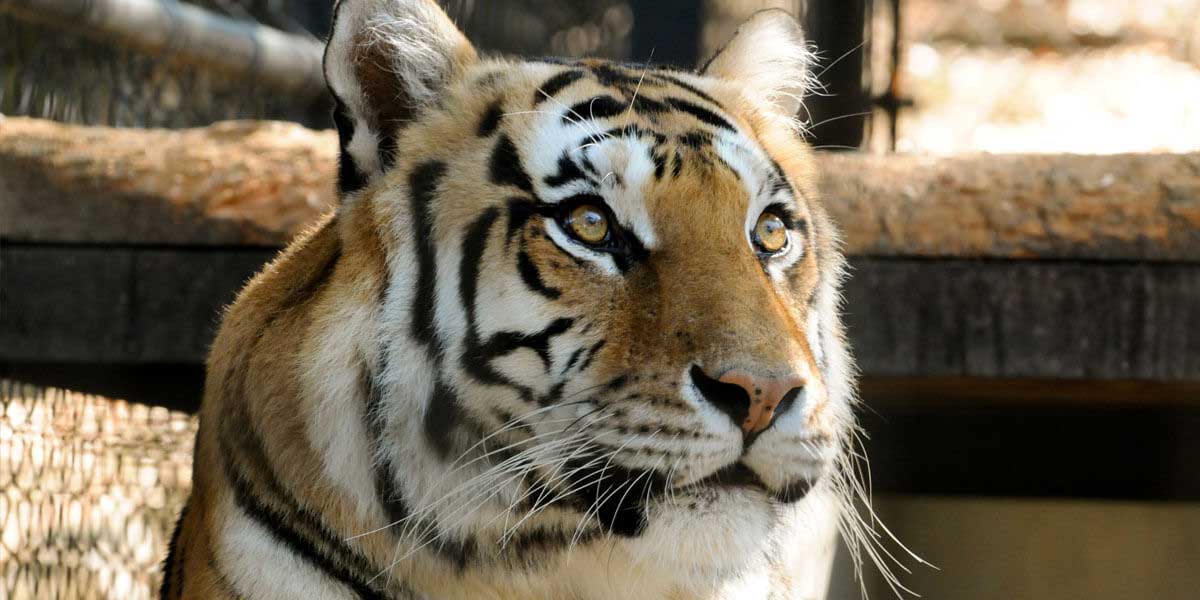 Tiger at Folsom Zoo Sanctuary